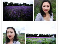 -北京东方普罗旺斯薰衣草庄园