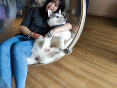 -Husky Go! 哈士奇体验馆·宠物咖啡厅狗咖