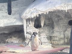 -海合安武汉极地海洋公园