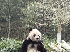 -都江堰中华大熊猫苑