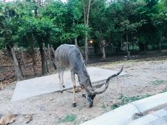 -清迈夜间动物园