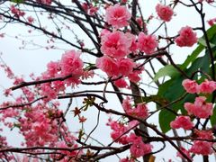 -天适樱花悠乐园