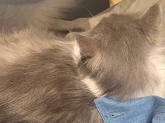 -米乐乖乖猫咪咖啡馆·猫咖(深圳湾后海汇店)