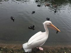 -海德公园