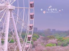 -顾村公园