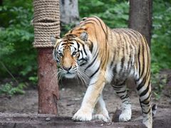 -哈尔滨北方森林动物园