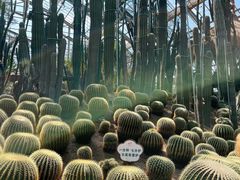 -南山植物园