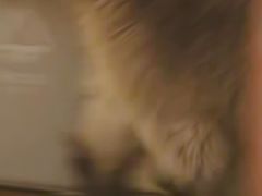 -松果猫咖(桐乡吾悦金街店)
