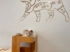 -有喵·猫咖·狗咖·30几只猫10只小狗(岗厦店)
