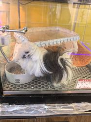 -神奇动物撸宠馆·羊驼·小浣熊·异宠(豫园店)