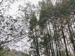 -桤木河湿地公园