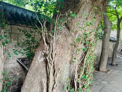 -青岛崂山太清宫