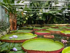 -北京植物园-展览温室