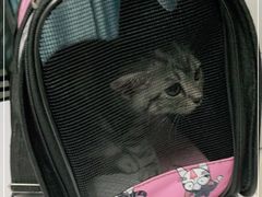-lincat·猫舍(广州店)