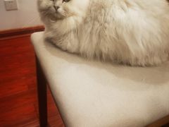 -糯米喵星人总部直营旗舰店·猫舍·幼猫出售