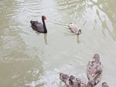 -长兴太湖图影湿地文化园