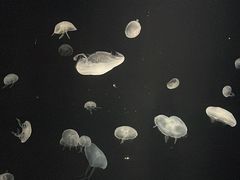 -大阪海游馆