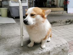 -小梁哥云吞面(黄贝岭店)