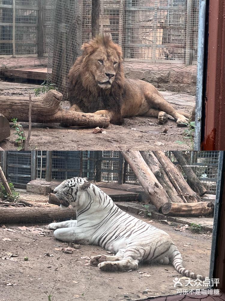 五一旅行攻略济南动物园一日游