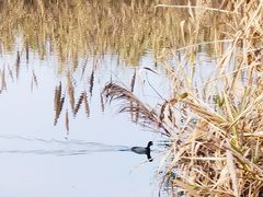 -眉山湿地公园(东坡区)