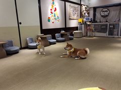 -逗柴咖啡屋·狗咖猫咖宠物桌游