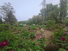 -黑龙江省森林植物园