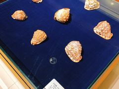 -青岛贝壳博物馆