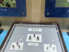 -上海昆虫博物馆