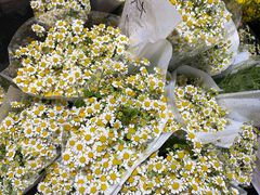 -循礼门鲜花花市(武汉循礼门店)