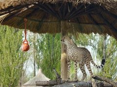 -北京野生动物园