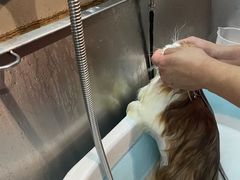 -PETKIT小佩宠物·低压洗护(国顺东路店)