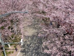 -高东镇樱花园