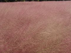 -军山湖云水间生态农业旅游景区