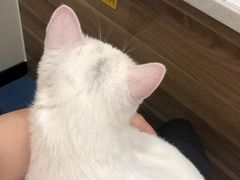 -萌兽医馆·犬猫专科·眼科中心·宠物医院(朝阳门分院)