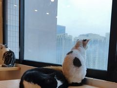 -有喵·猫咖·狗咖·30几只猫10只小狗(岗厦店)