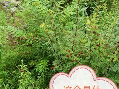 -白水寺森林公园