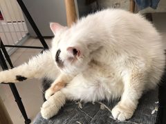 -平行世界·猫咖(首经贸店)
