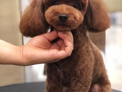 -多卡布奇宠物生活馆(上林世家店)