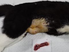 -安安宠物医院(情缘分院)