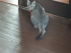 -猫岛主趣味餐厅(鼓浪屿店)