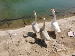 -碓臼峪自然风景区