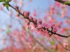 -深圳市中科院仙湖植物园