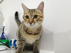 -佳雯宠物医院·皮肤科·内外科(春晓路分院)