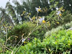 -小洲村