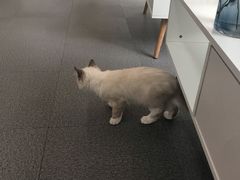 -爱妮康宠物医院·干细胞免疫细胞·肿瘤·心脏(张江店)