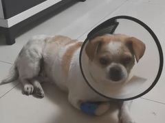 -荔康动物医院(康王北路店)