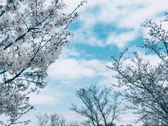 -顾村公园