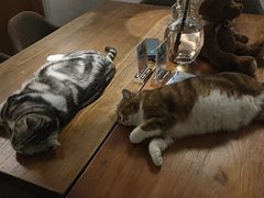 -咖法森林·咖啡  酒吧(天河店)