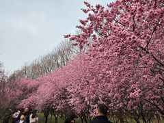 -洛阳市隋唐城遗址植物园