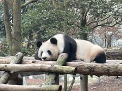 -都江堰中华大熊猫苑